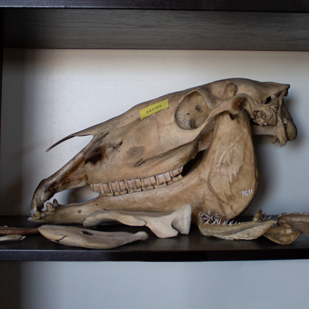 Anatomía Comparada. Equinos, bovinos, ovinos, porcinos, felinos, etc.