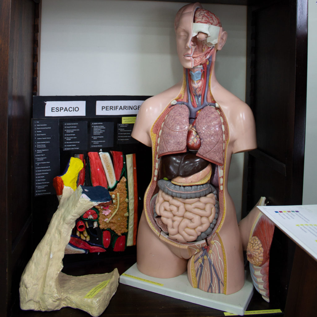 Maquetas plásticas de uso didáctico, inclusiones en acrílico, maquetas de distintos materiales hechas por alumnos.